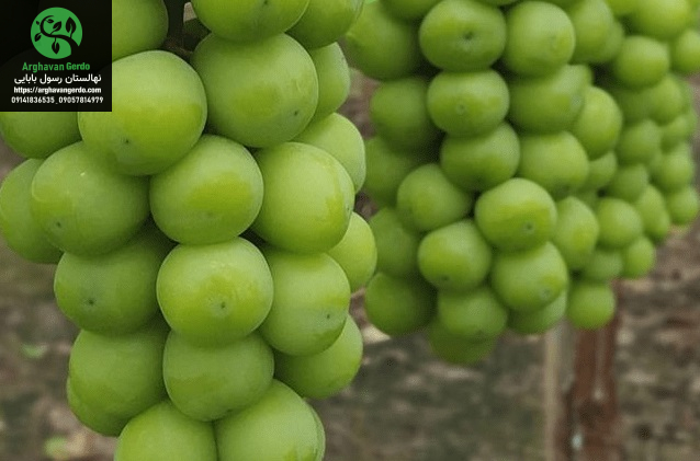 نهال-انگور-موسکات-سبز