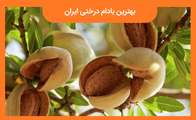 بهترین بادام درختی ایران